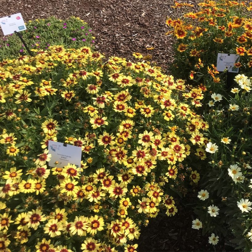 Coreopsis Uptick Yellow and Red (Porto)