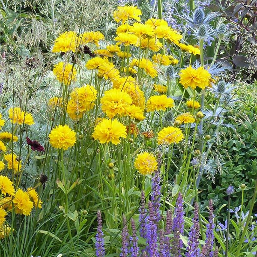 Coreopsis alpinus Early Sunrise (Porto)