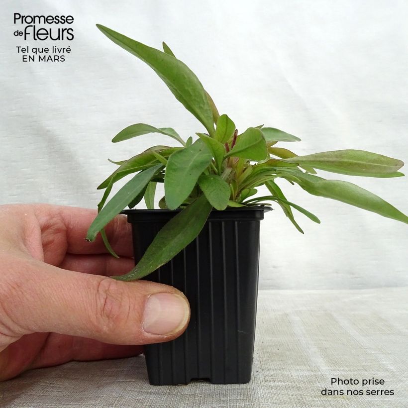 Coreopsis alpinus Early Sunrise Vasetto da 7/8 cm esemplare consegnato in primavera