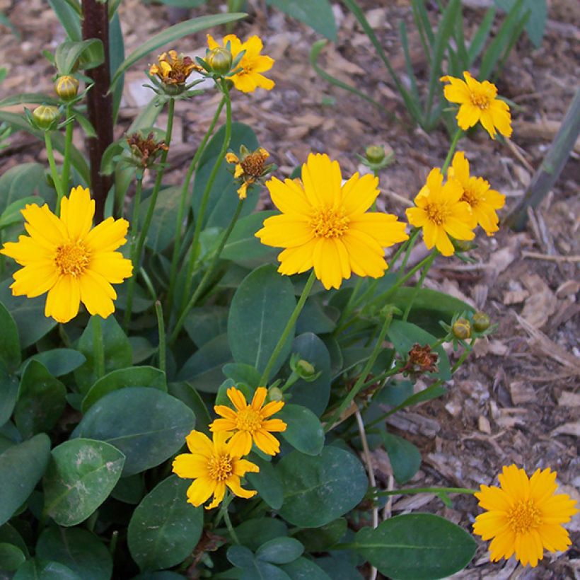 Coreopsis auriculata nana Elfin Gold (Fioritura)