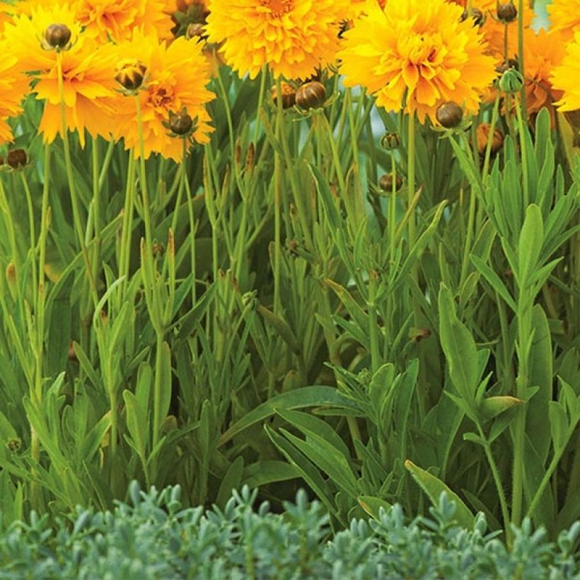 Coreopsis grandiflora Badengold (Fogliame)