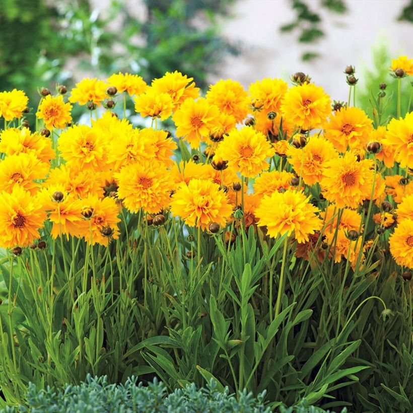 Coreopsis grandiflora Badengold (Porto)