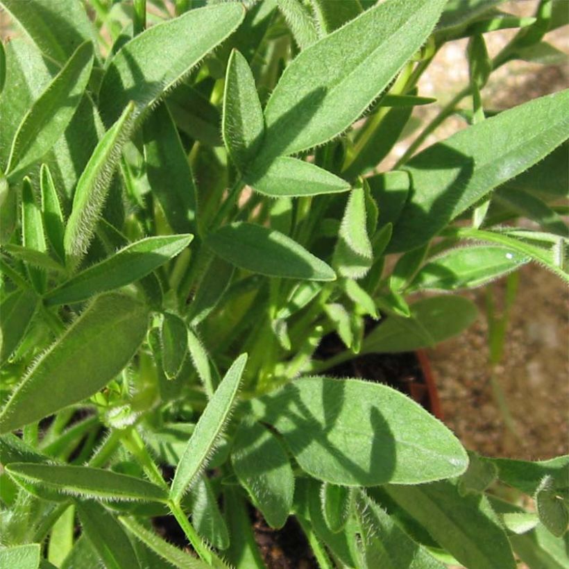 Coreopsis grandiflora Louis d'Or (Fogliame)