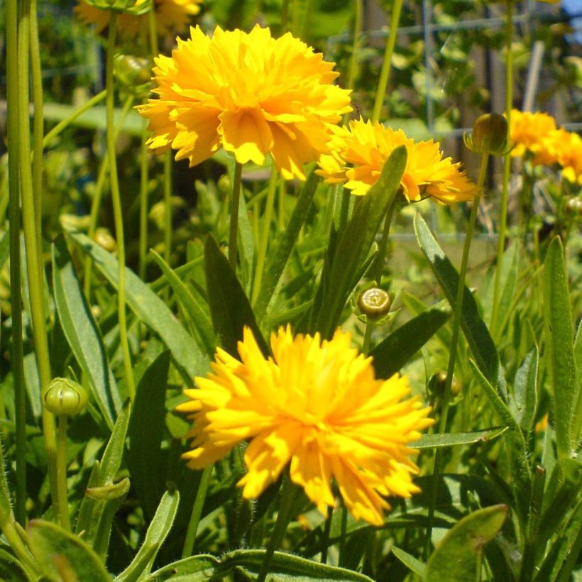 Coreopsis grandiflora Louis d'Or (Fioritura)