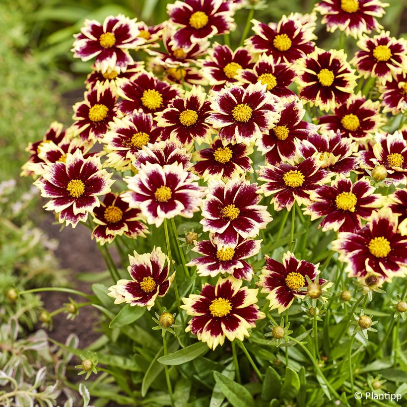 Coreopsis grandiflora Solar Fancy (Flowering)