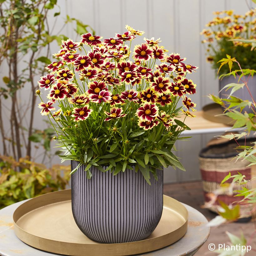 Coreopsis grandiflora Solar Fancy (Plant habit)