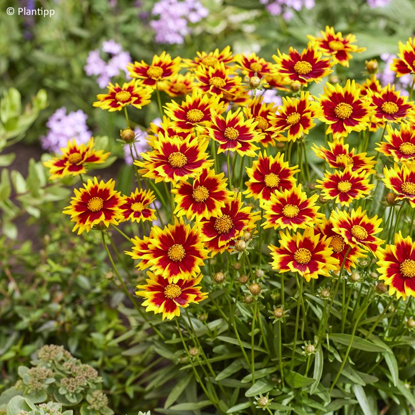 Coreopsis grandiflora Solar Jewel (Fioritura)