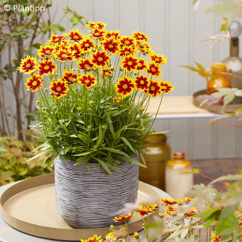 Coreopsis grandiflora Solar Jewel (Porto)