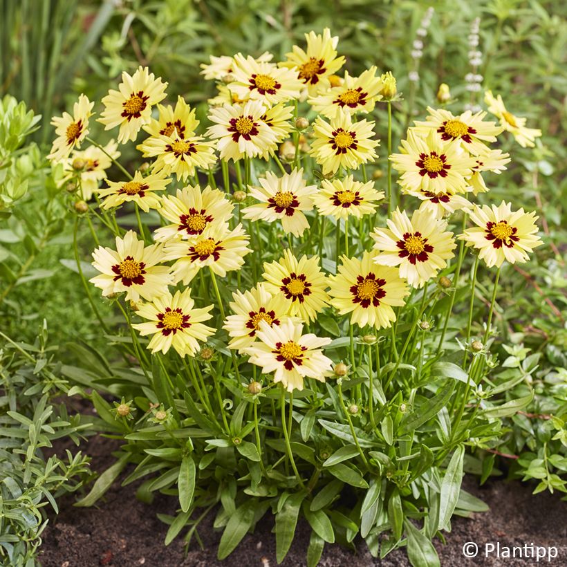 Coreopsis grandiflora Solar Moon (Fioritura)