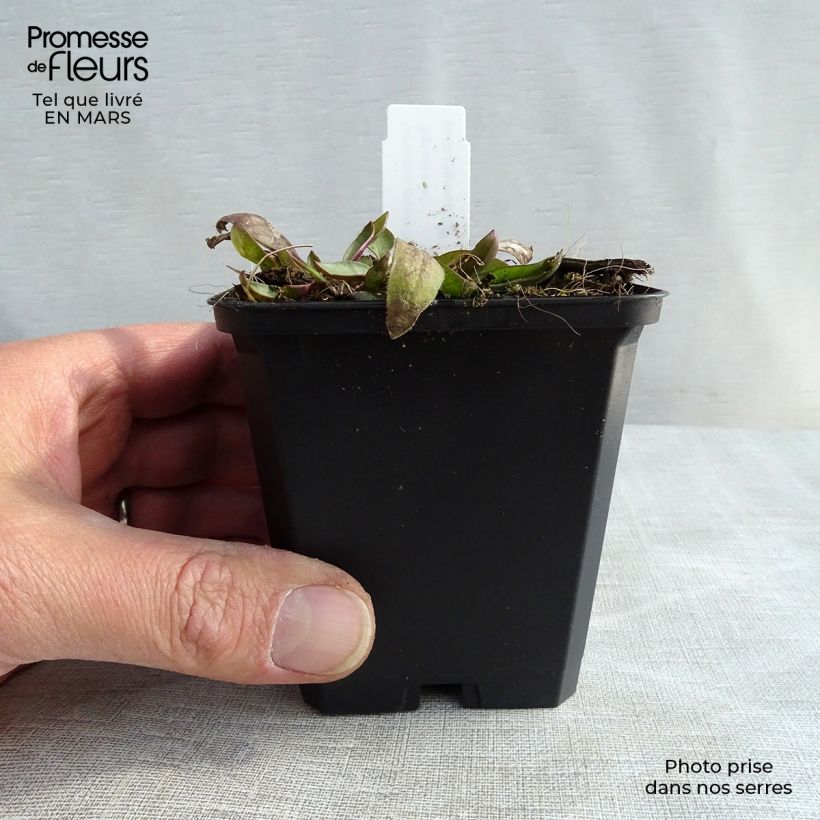 Example of Coreopsis grandiflora Sonnenkind Vasetto da 8/9 cm as you get in printemps