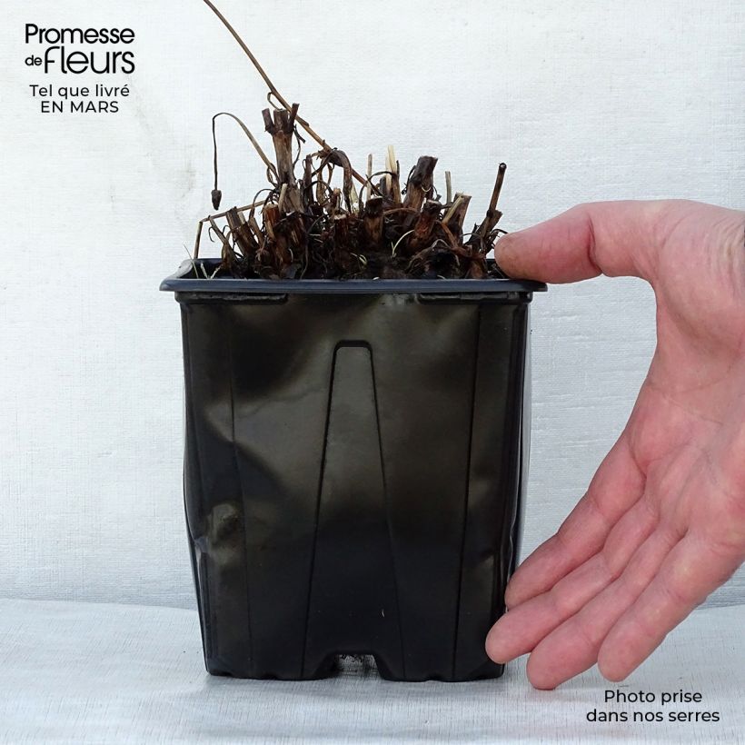 Example of Coreopsis grandiflora Sonnenkind Vaso da 2L/3L as you get in printemps