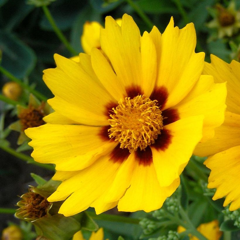 Coreopsis lanceolata Baby Gold (Fioritura)