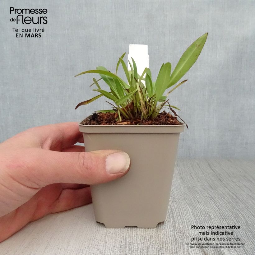 Coreopsis lanceolata Baby Gold Vasetto da 8/9 cm esemplare consegnato in primavera