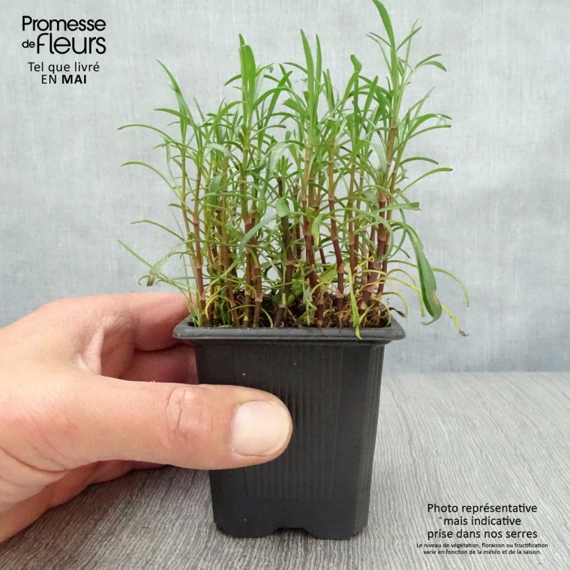 Coreopsis Nana Vasetto da 8/9 cm esemplare consegnato in primavera