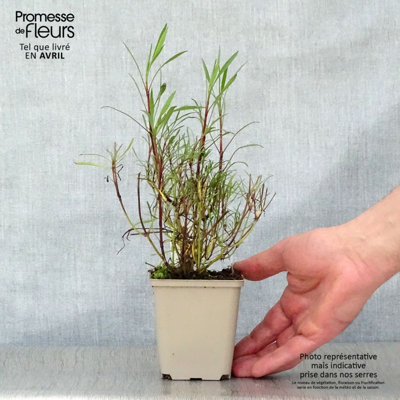 Coreopsis Sweet Dreams Vasetto da 8/9 cm esemplare consegnato in primavera