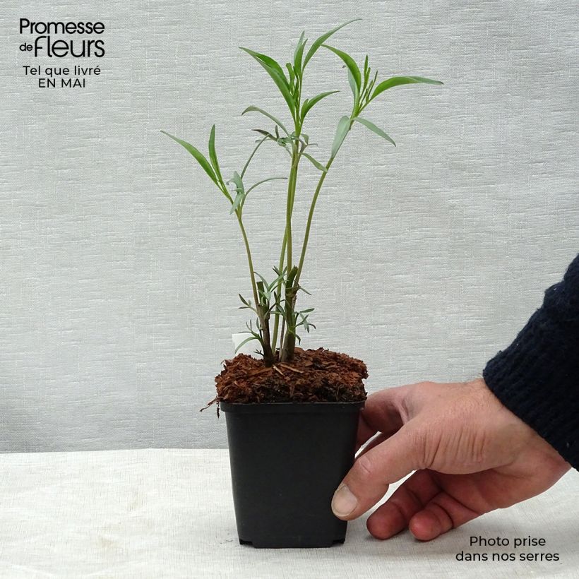 Example of Coreopsis tripteris Vasetto da 8/9 cm as you get in printemps