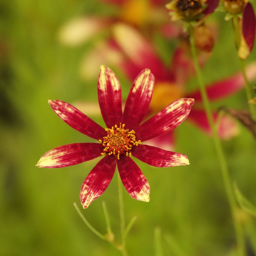 Coreopsis verticillata Route 66 (Fioritura)