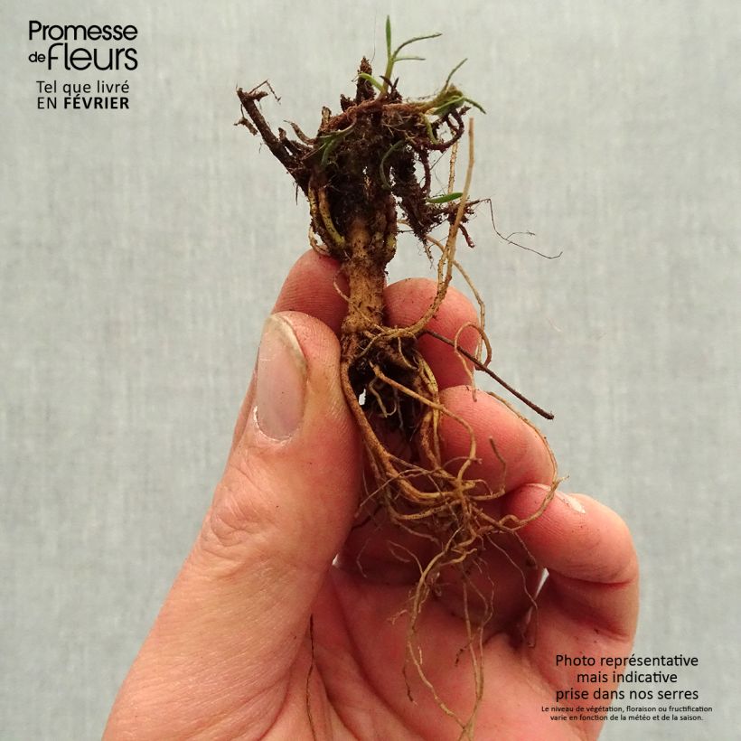 Coreopsis verticillata S&S Curry Up Piante piccole a radice nuda esemplare consegnato in inverno