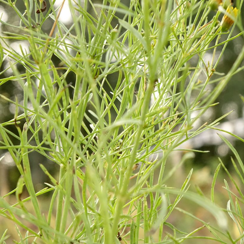 Coreopsis verticillata S&S Curry Up (Fogliame)