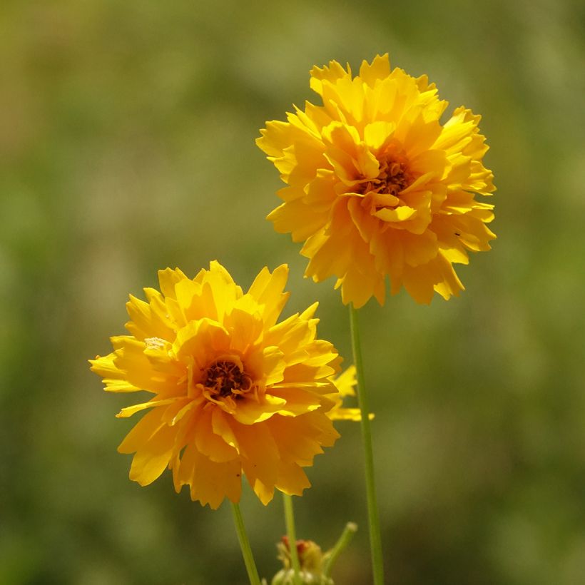 Coreopsis alpinus Early Sunrise (Fioritura)