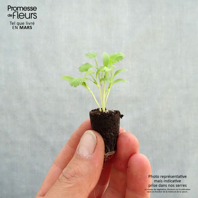 Coriandolo a semi piccoli Mini zolla Ø 1,5/2,5 cm esemplare consegnato in primavera