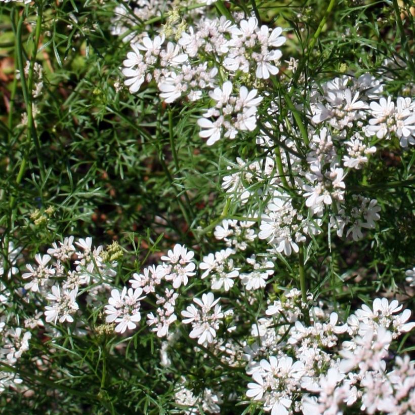 Coriandolo (piante) (Fioritura)