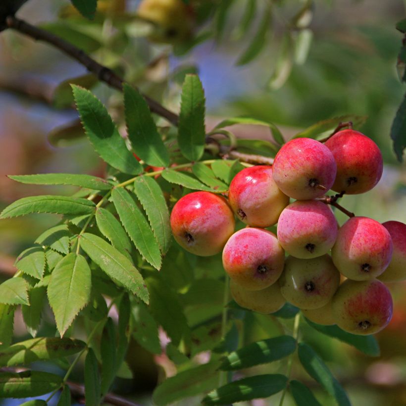 Sorbo domestico - Sorbus domestica (Harvest)