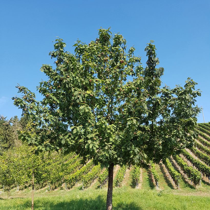 Sorbo domestico - Sorbus domestica (Plant habit)