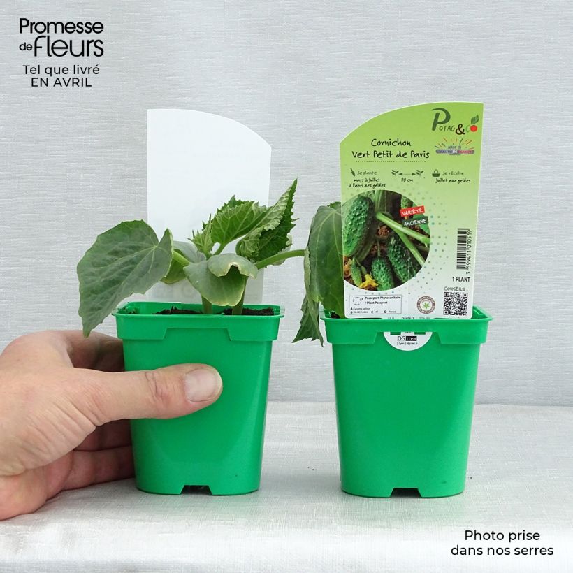 Cetriolino per sottaceto Verde Petit de Paris (piante) Vaso da Ø 10 cm/11 cm esemplare consegnato in primavera