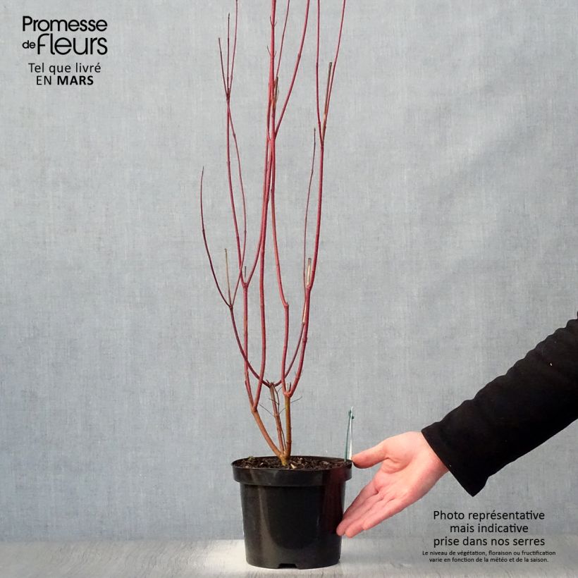 Example of Corniolo bianco - Cornus alba Vaso da 2L/3L as you get in printemps