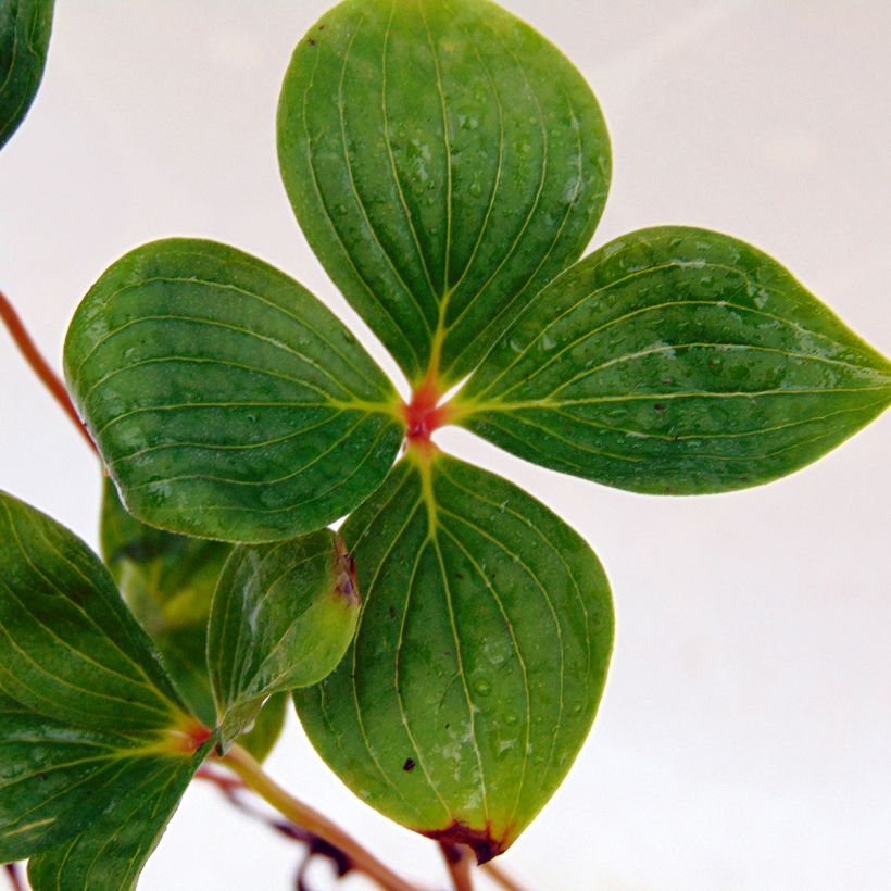 Cornus canadensis (Foliage)