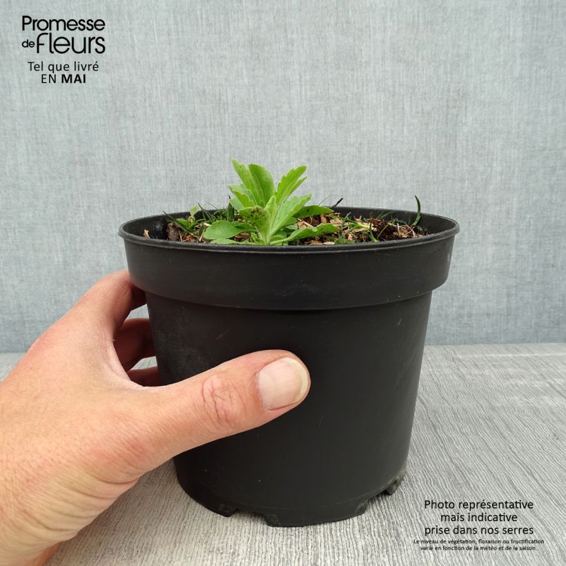 Cornus canadensis Vaso da 2L/3L esemplare consegnato in primavera