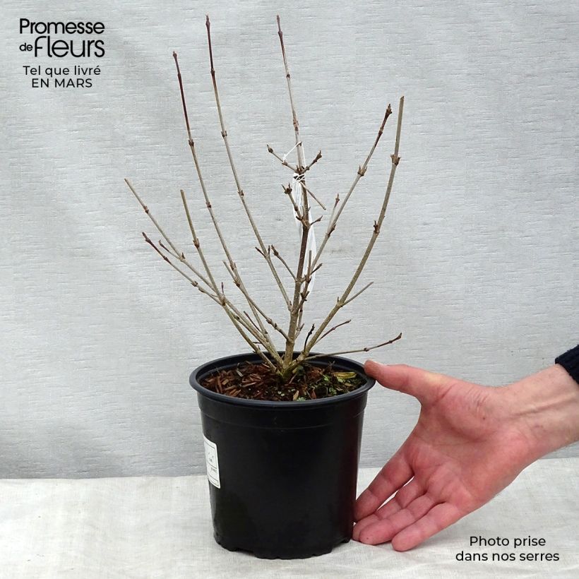 Example of Cornus kousa Vaso da 2L/3L as you get in printemps