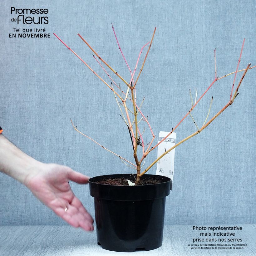 Esemplare di Cornus sanguinea Anny's Winter Orange Vaso da 2L/3L come consegnato in autunno