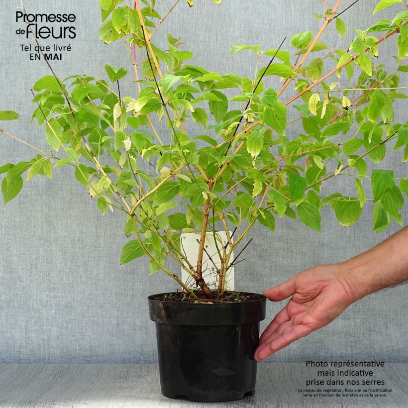 Example of Cornus sanguinea Anny's Winter Orange Vaso da 2L/3L as you get in printemps