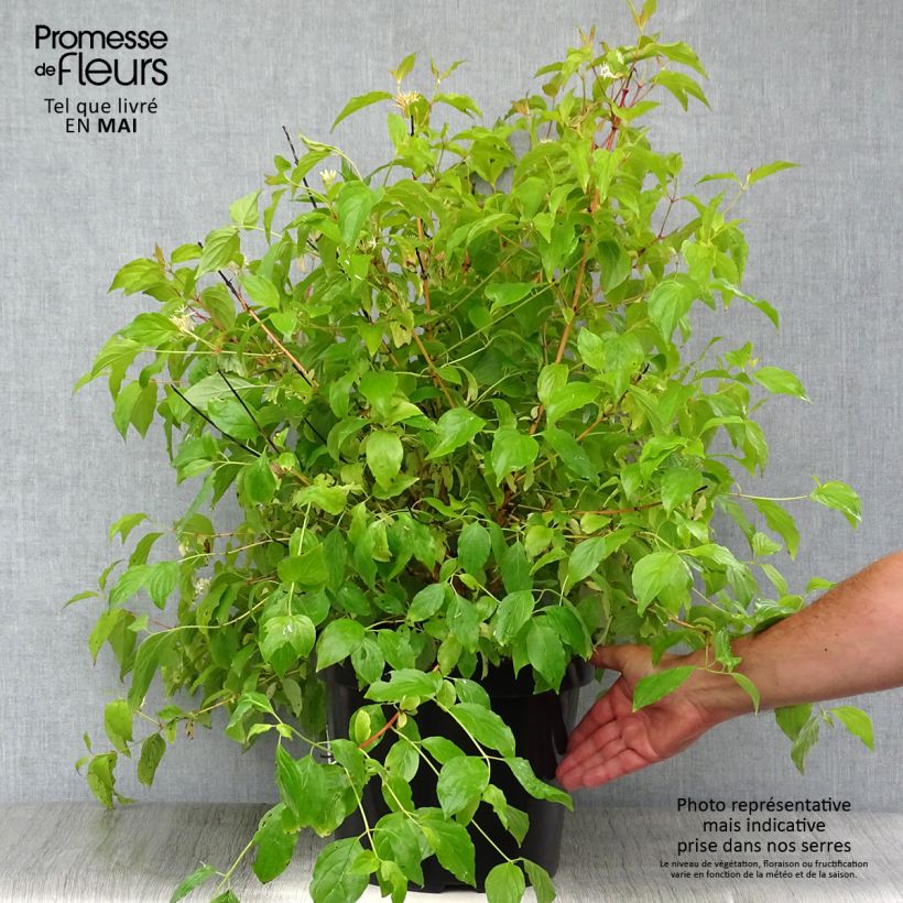 Example of Cornus sanguinea Anny's Winter Orange Vaso da 7,5L/10L as you get in printemps