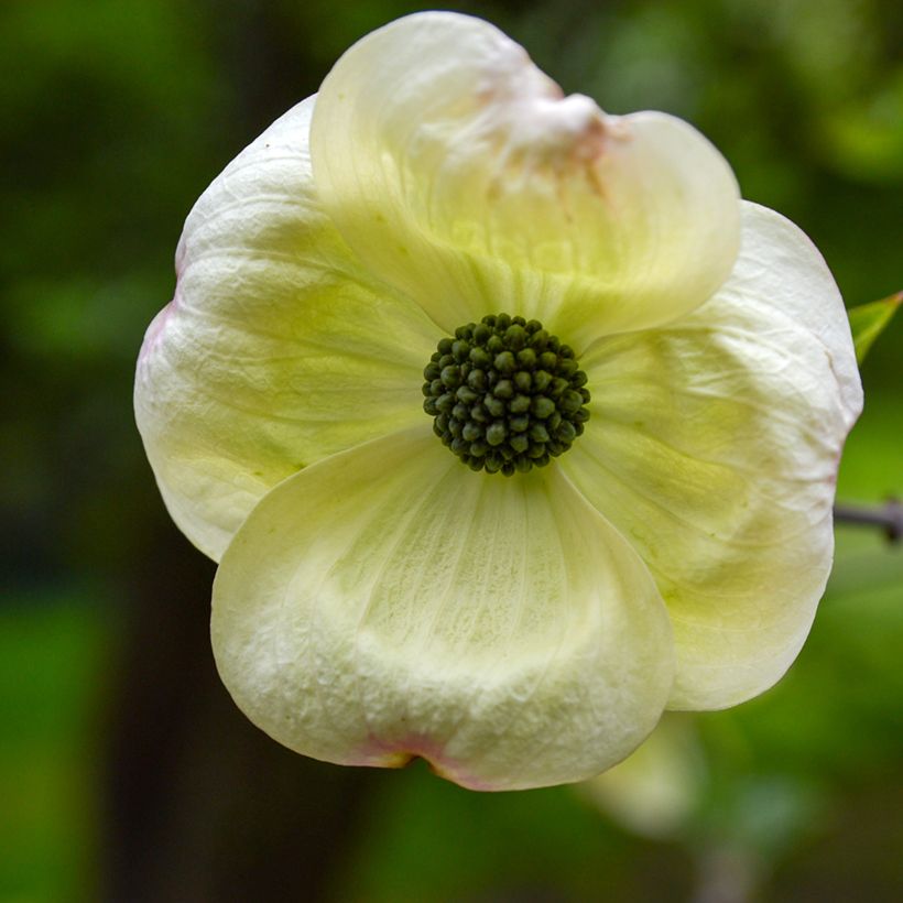 Cornus Eddie's White Wonder - Corniolo da fiore (Flowering)