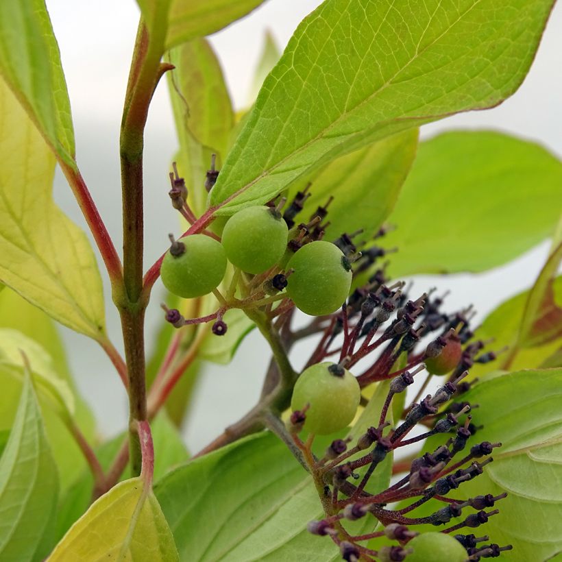 Cornus alba Aurea (Harvest)