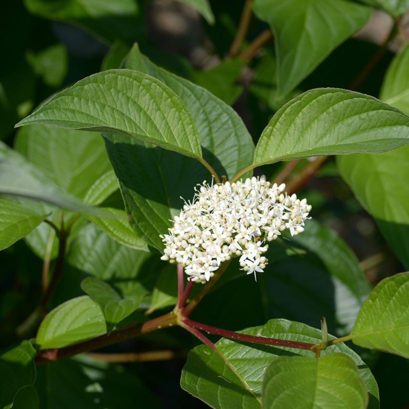 Corniolo bianco - Cornus alba (Flowering)