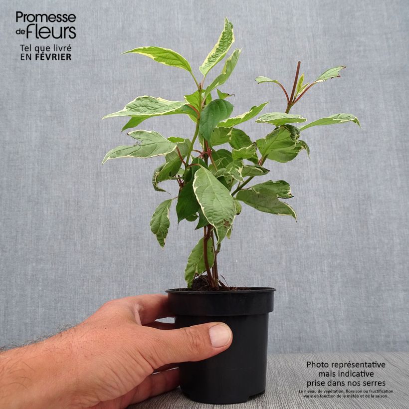 Esemplare di Cornus alba Cream Cracker Vaso da Ø 10 cm/11 cm come consegnato in autunno