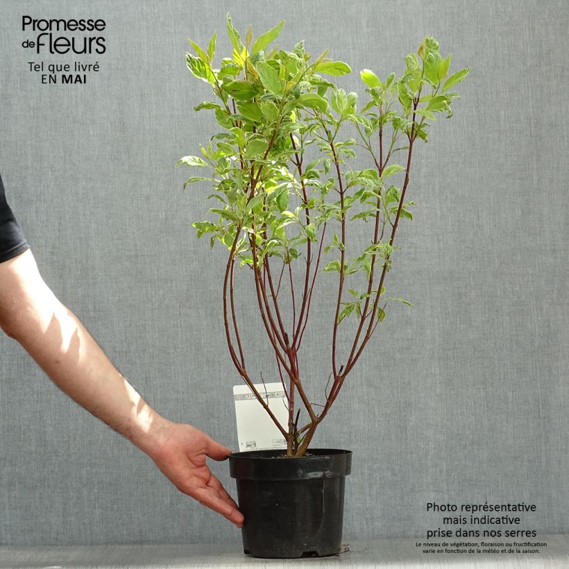 Cornus alba Cream Cracker Vaso da 2L/3L esemplare consegnato in primavera