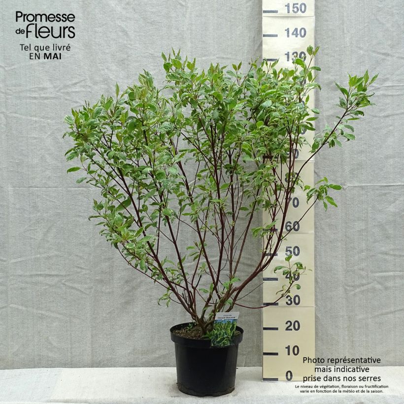 Cornus alba Cream Cracker Vaso da 7,5L/10L esemplare consegnato in primavera