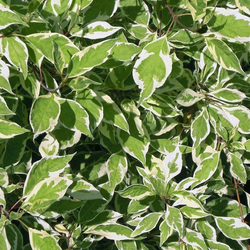 Cornus alba Elegantissima (Fogliame)