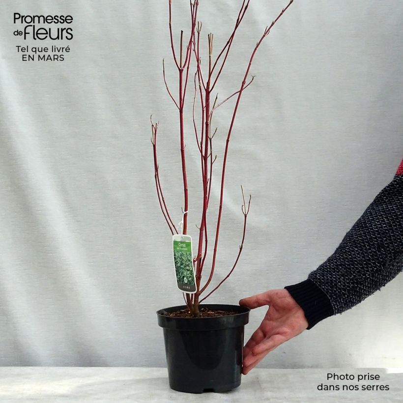 Cornus alba Elegantissima Vaso da 7,5L/10L esemplare consegnato in primavera