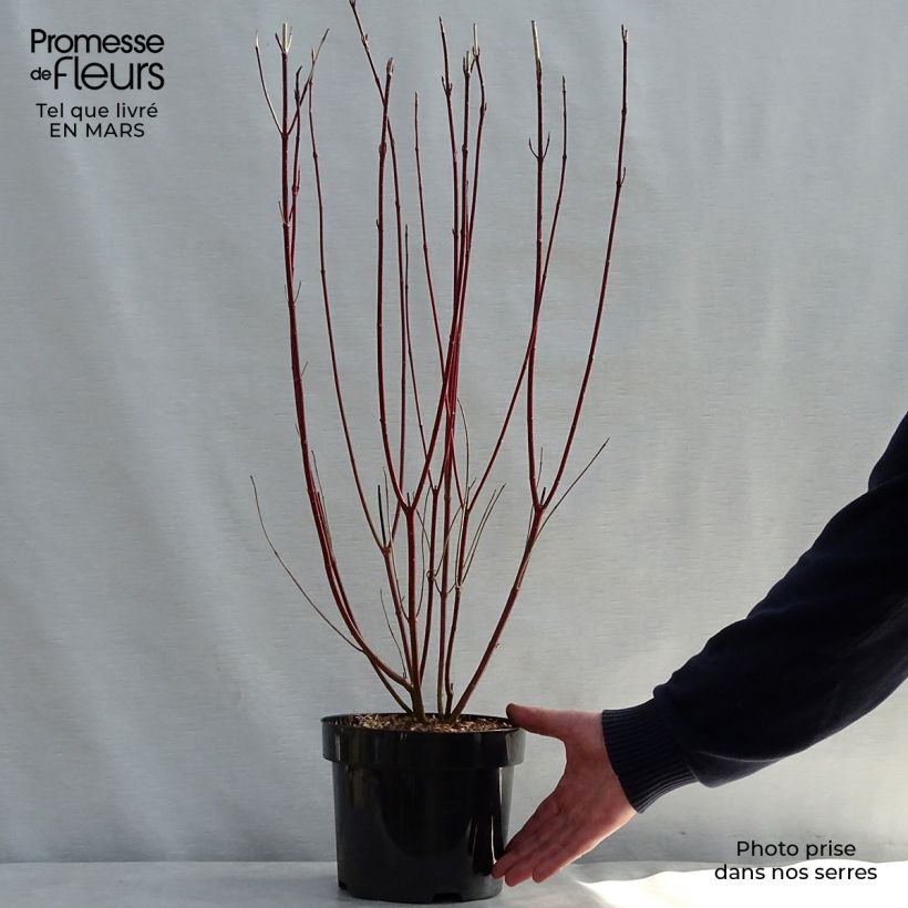 Example of Cornus alba Gouchaultii Vaso da 3L/4L as you get in printemps