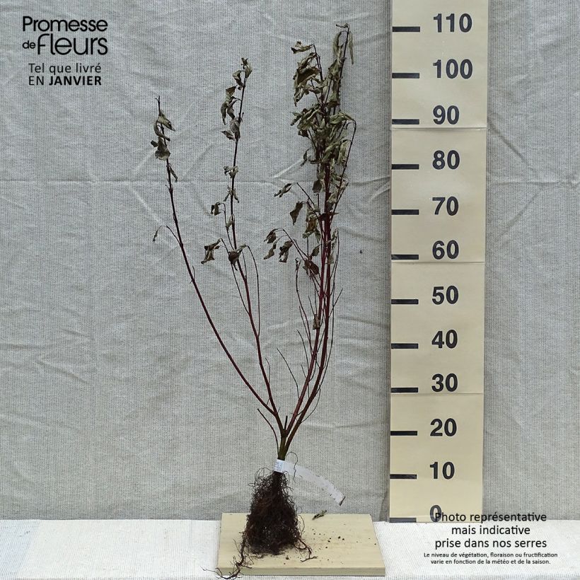 Example of Cornus alba Gouchaultii Piante piccole a radice nuda, A cespuglio as you get in hiver
