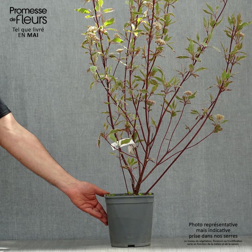 Example of Cornus alba Miracle Vaso da 3L/4L as you get in printemps