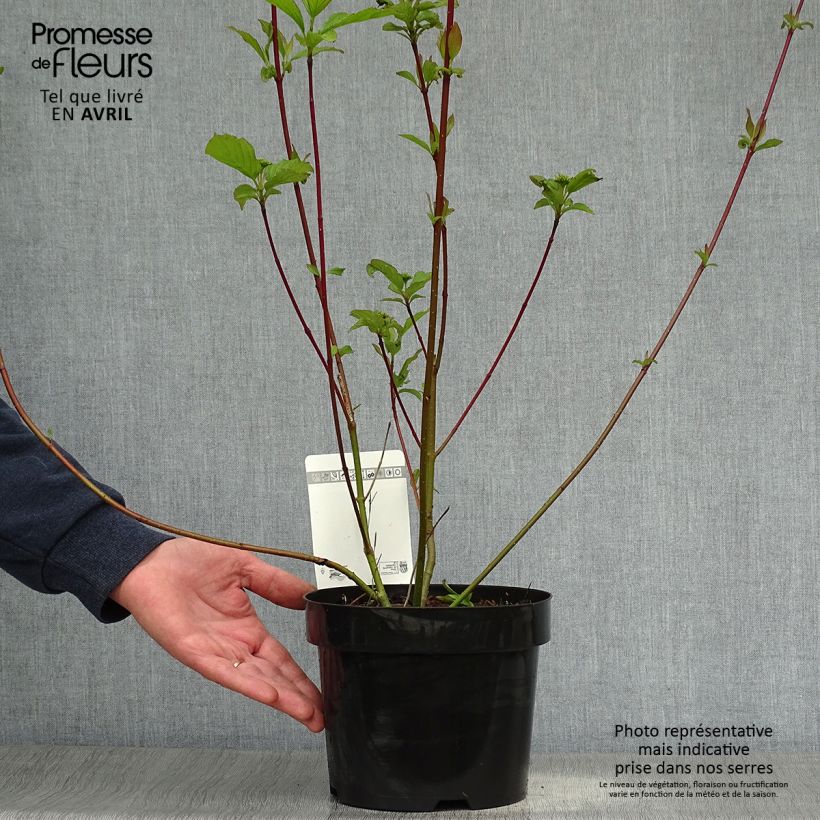 Example of Cornus alba Siberian Pearls Vaso da 3L/4L as you get in printemps