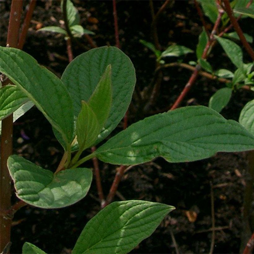 Cornus alba Sibirica (Foliage)