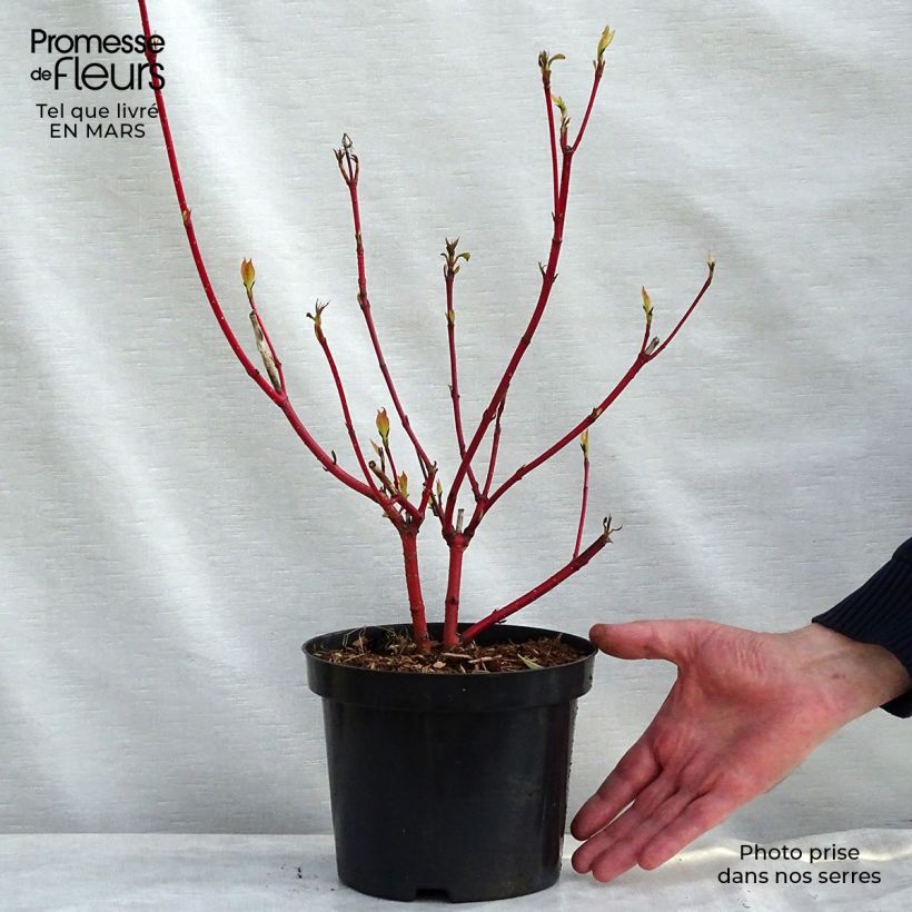 Example of Cornus alba Sibirica Vaso da 2L/3L as you get in printemps